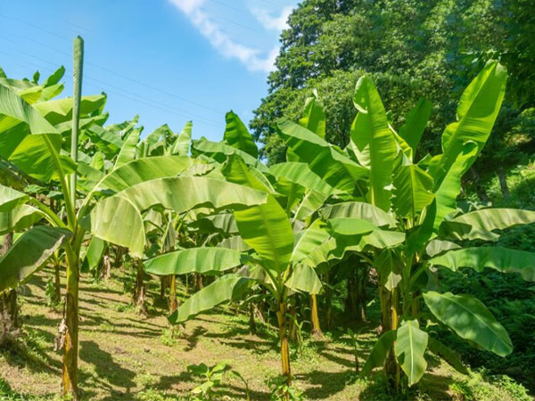 SK Green Impex - Organic Food Products Exporter in Chennai