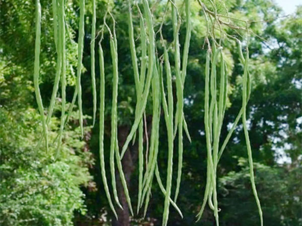 SK Green Impex - Organic Food Products Exporter in Chennai