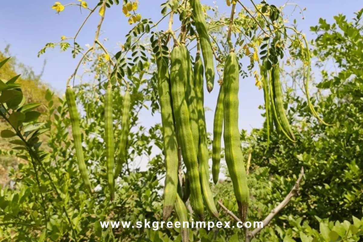 SK Green Impex - Organic Food Products Exporter in Chennai