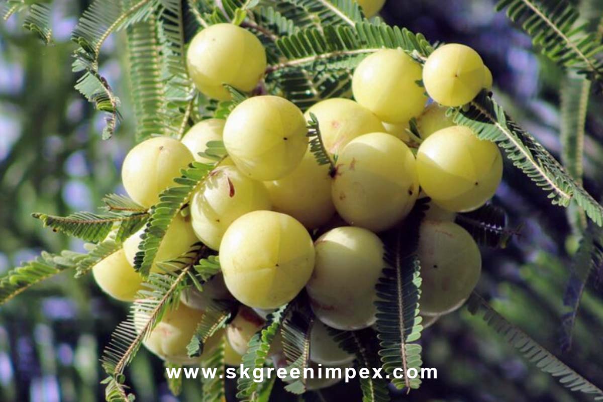 SK Green Impex - Organic Food Products Exporter in Chennai