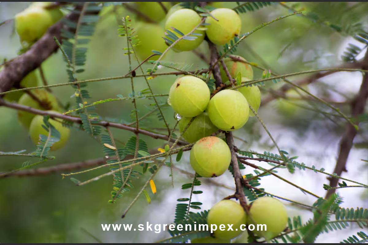 SK Green Impex - Organic Food Products Exporter in Chennai