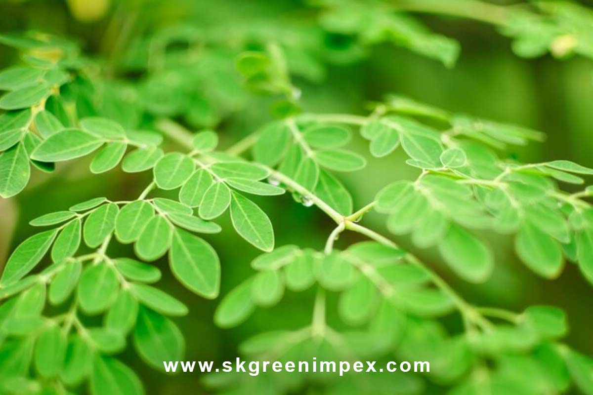 SK Green Impex - Organic Food Products Exporter in Chennai