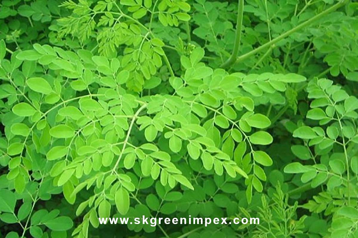 SK Green Impex - Organic Food Products Exporter in Chennai