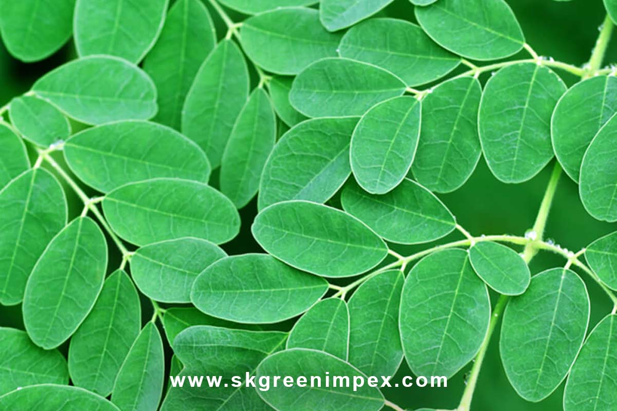 SK Green Impex - Organic Food Products Exporter in Chennai