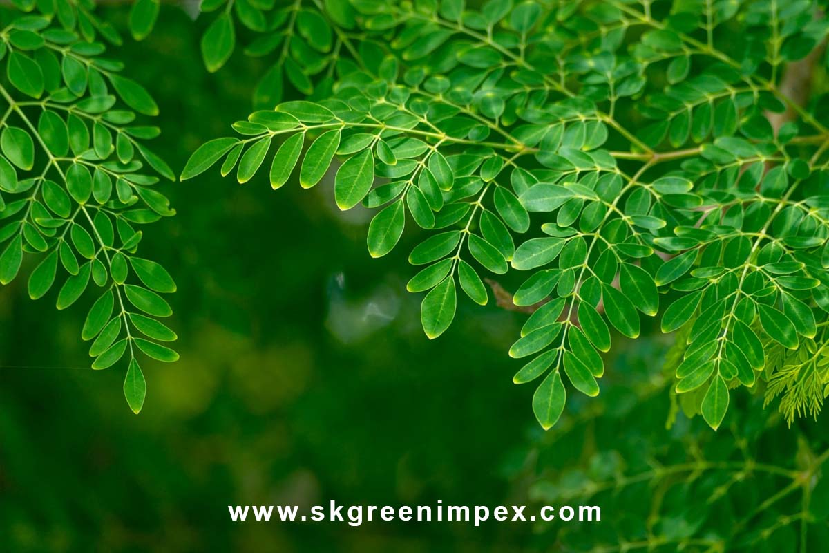 SK Green Impex - Organic Food Products Exporter in Chennai