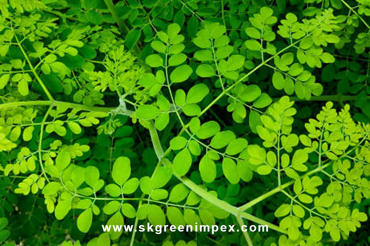SK Green Impex - Organic Food Products Exporter in Chennai