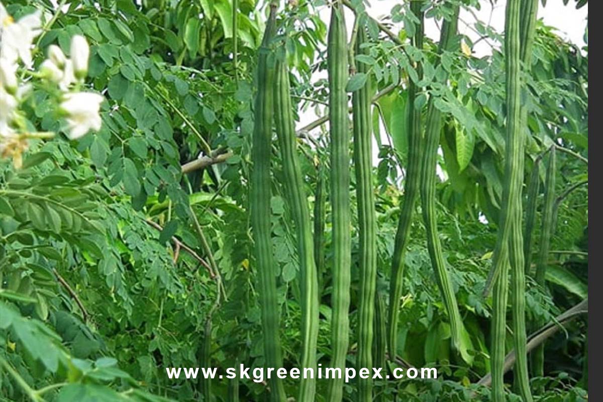 SK Green Impex - Organic Food Products Exporter in Chennai