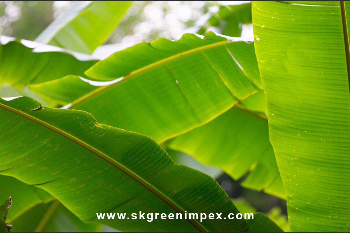 SK Green Impex - Organic Food Products Exporter in Chennai