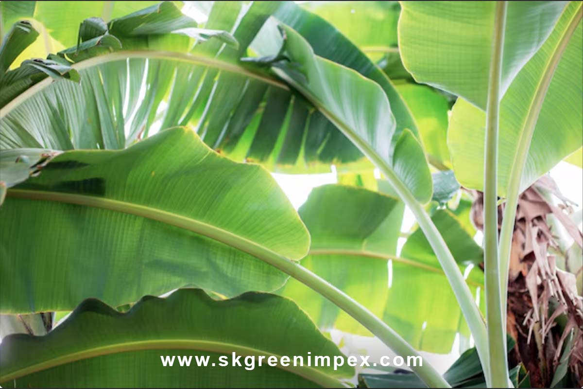 SK Green Impex - Organic Food Products Exporter in Chennai