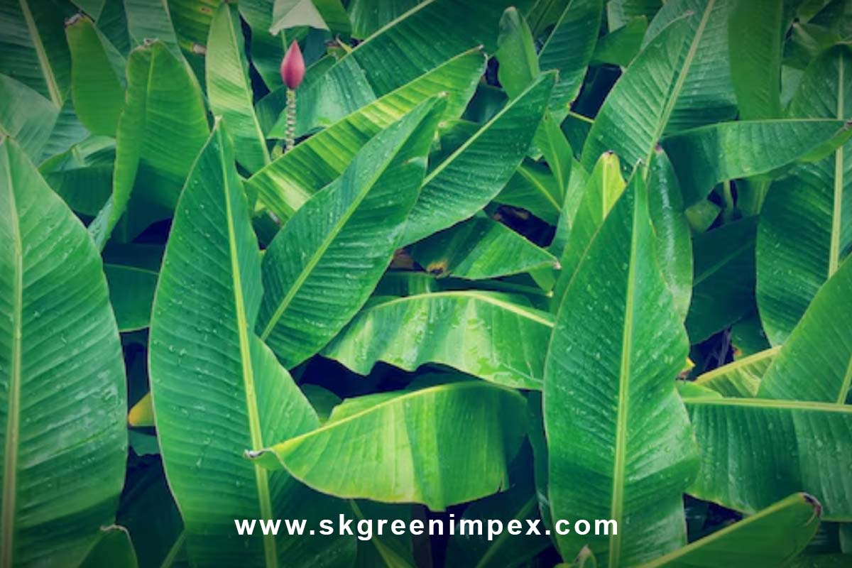 SK Green Impex - Organic Food Products Exporter in Chennai