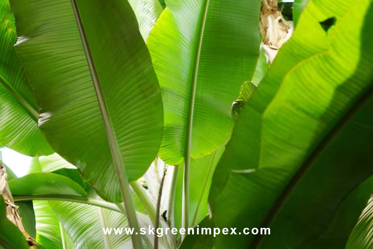 SK Green Impex - Organic Food Products Exporter in Chennai