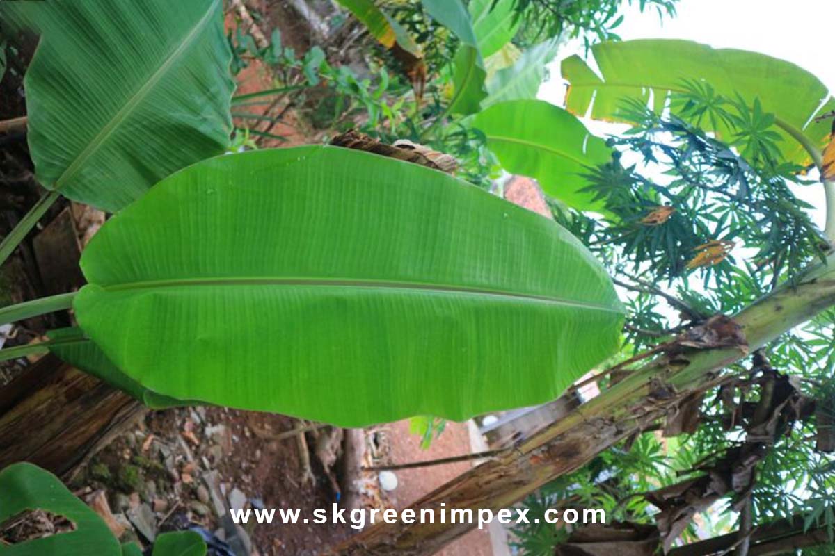 SK Green Impex - Organic Food Products Exporter in Chennai