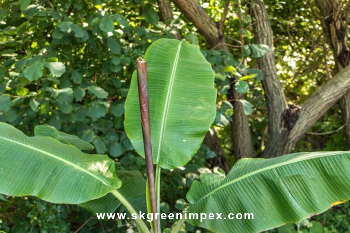 SK Green Impex - Organic Food Products Exporter in Chennai