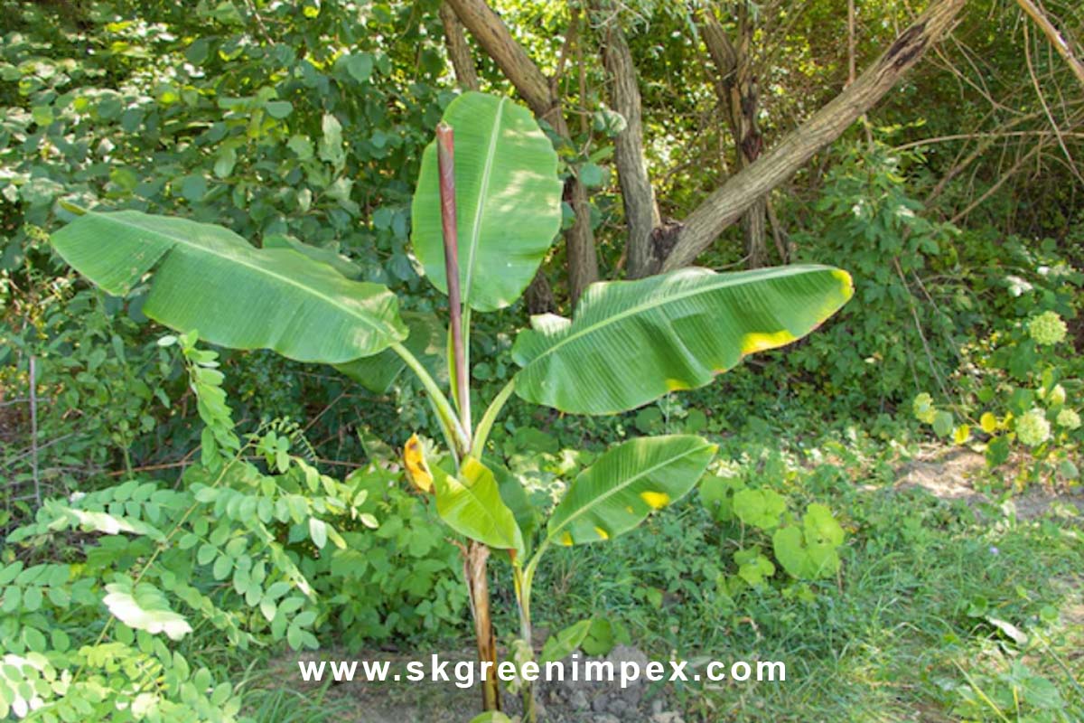 SK Green Impex - Organic Food Products Exporter in Chennai