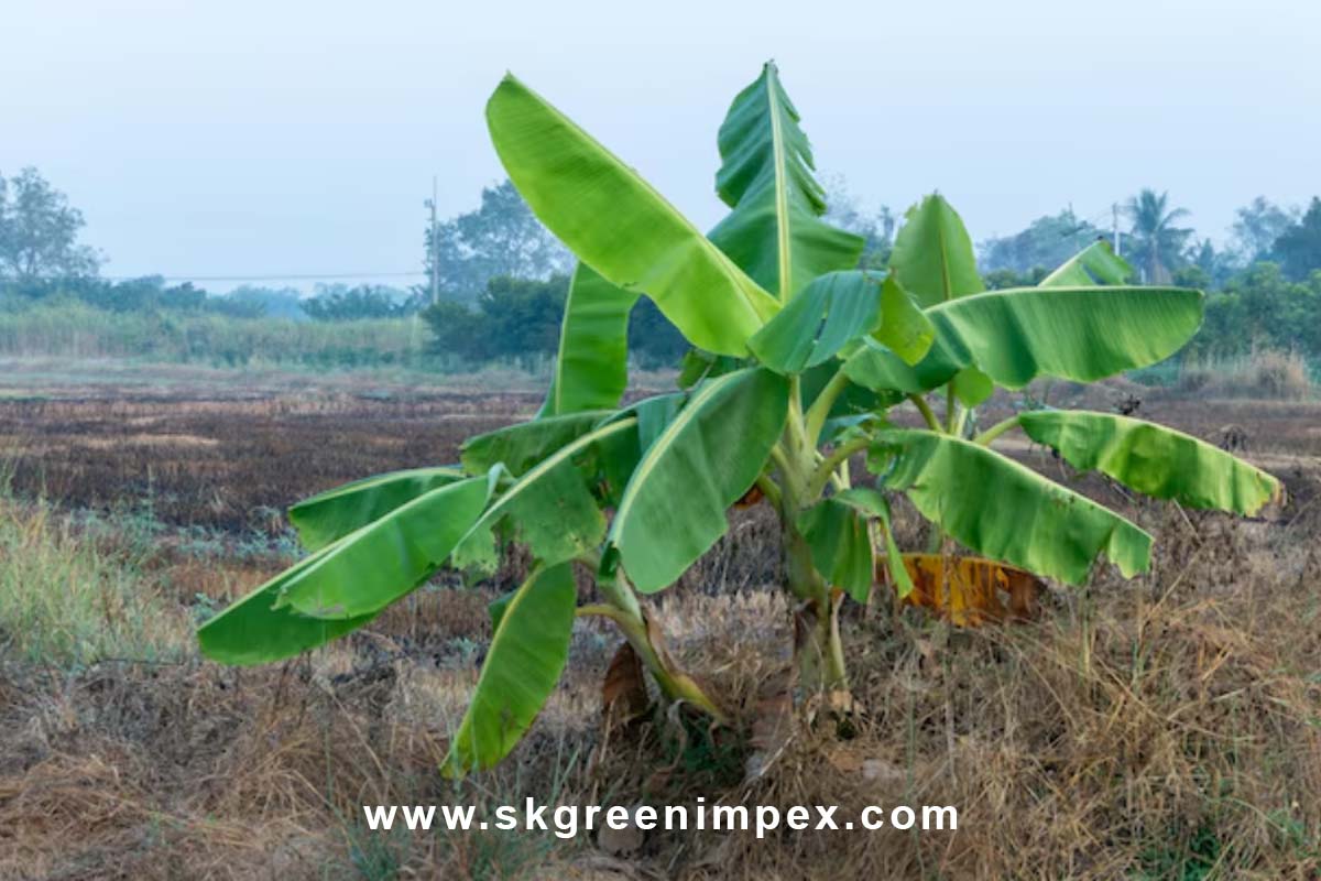 SK Green Impex - Organic Food Products Exporter in Chennai