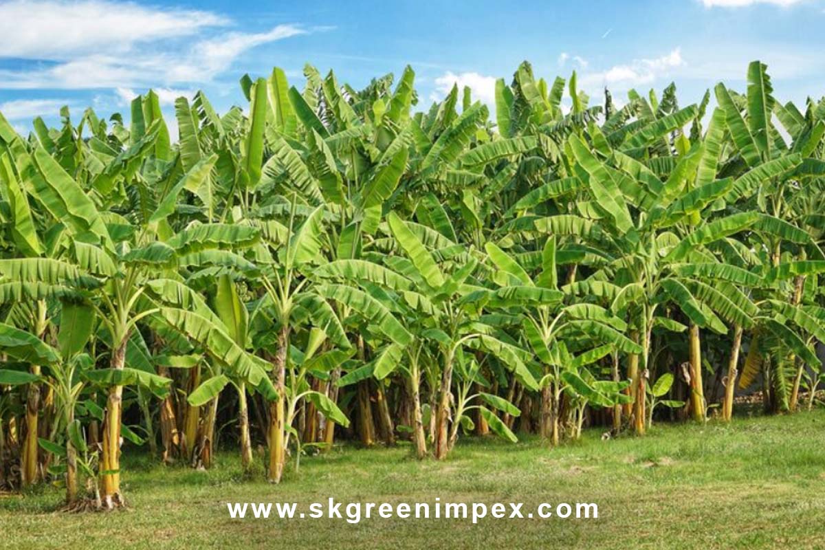 SK Green Impex - Organic Food Products Exporter in Chennai