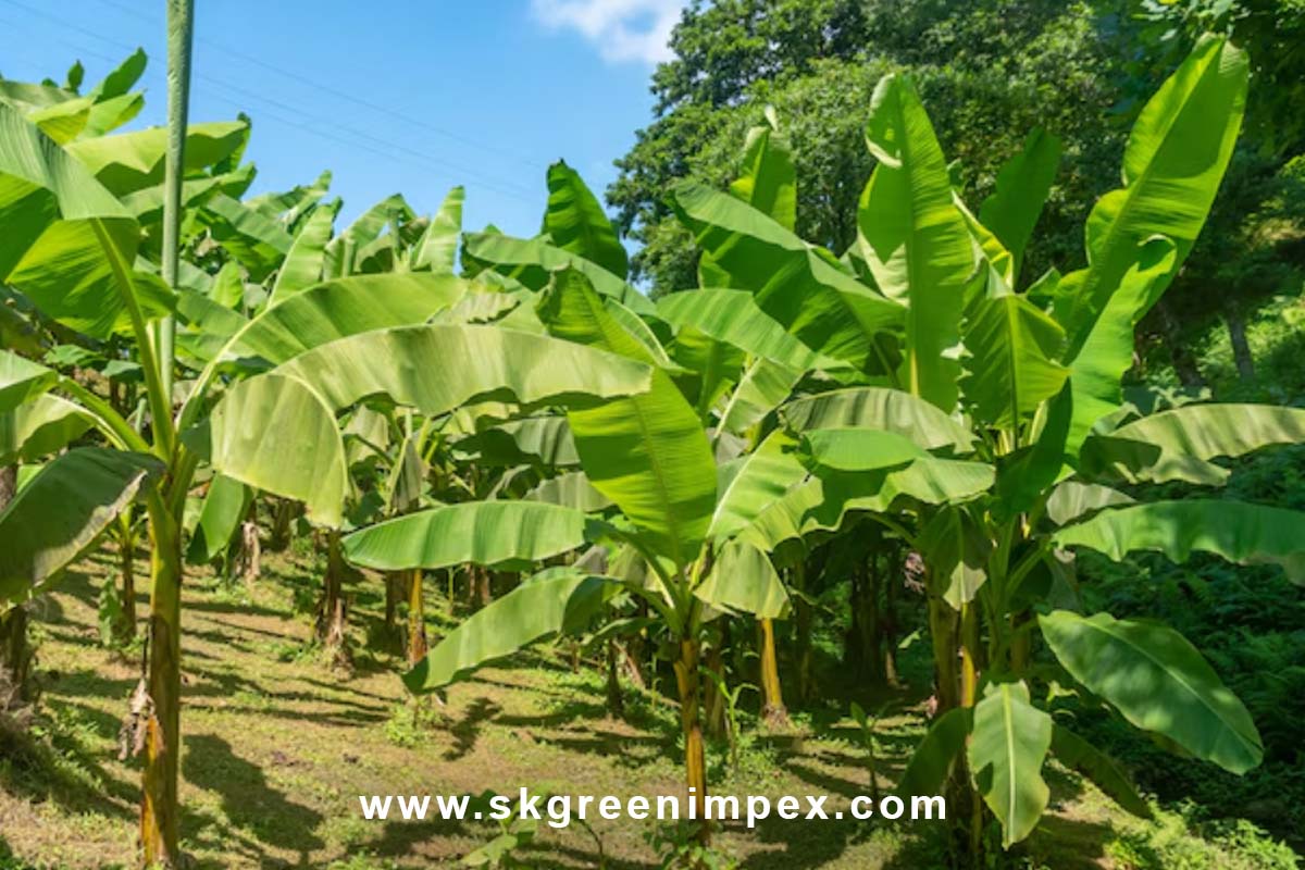 SK Green Impex - Organic Food Products Exporter in Chennai