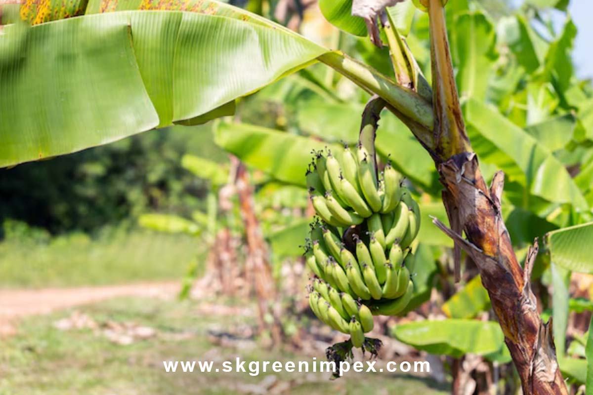 SK Green Impex - Organic Food Products Exporter in Chennai