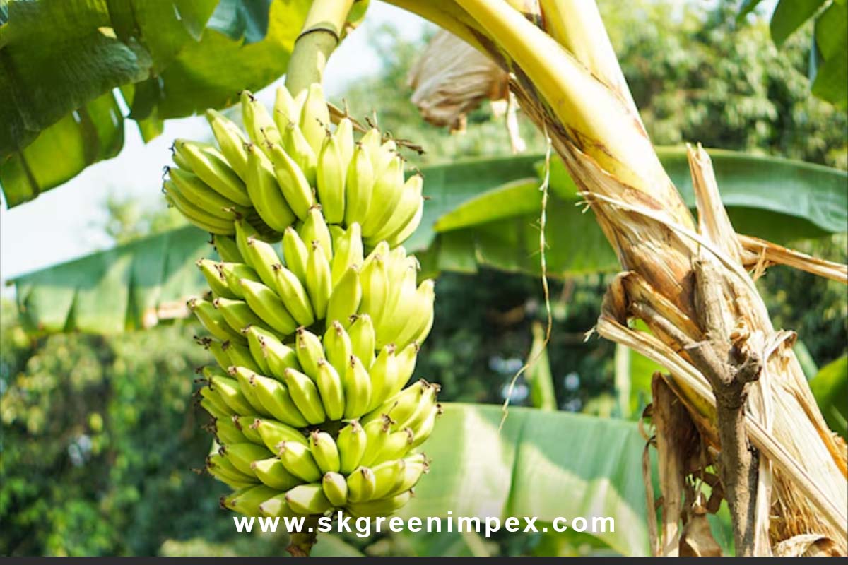 SK Green Impex - Organic Food Products Exporter in Chennai