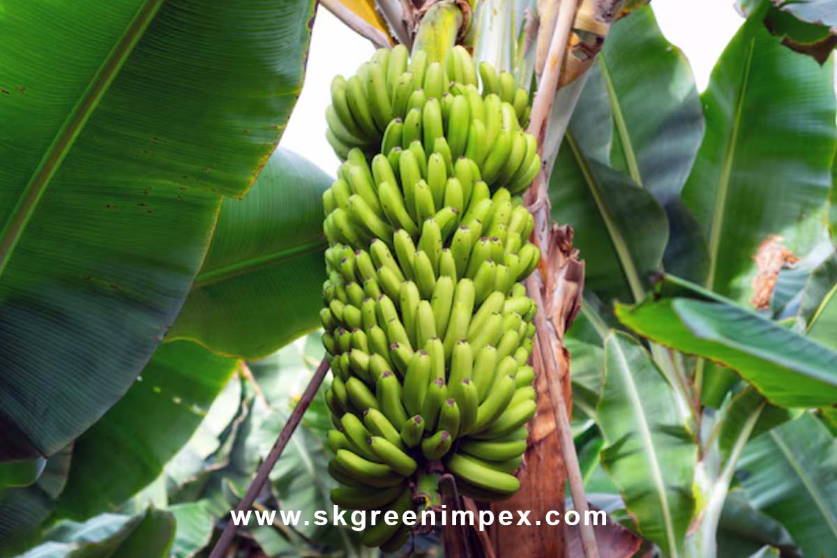 SK Green Impex - Organic Food Products Exporter in Chennai