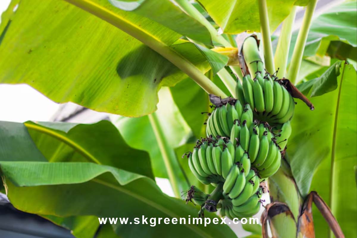 SK Green Impex - Organic Food Products Exporter in Chennai