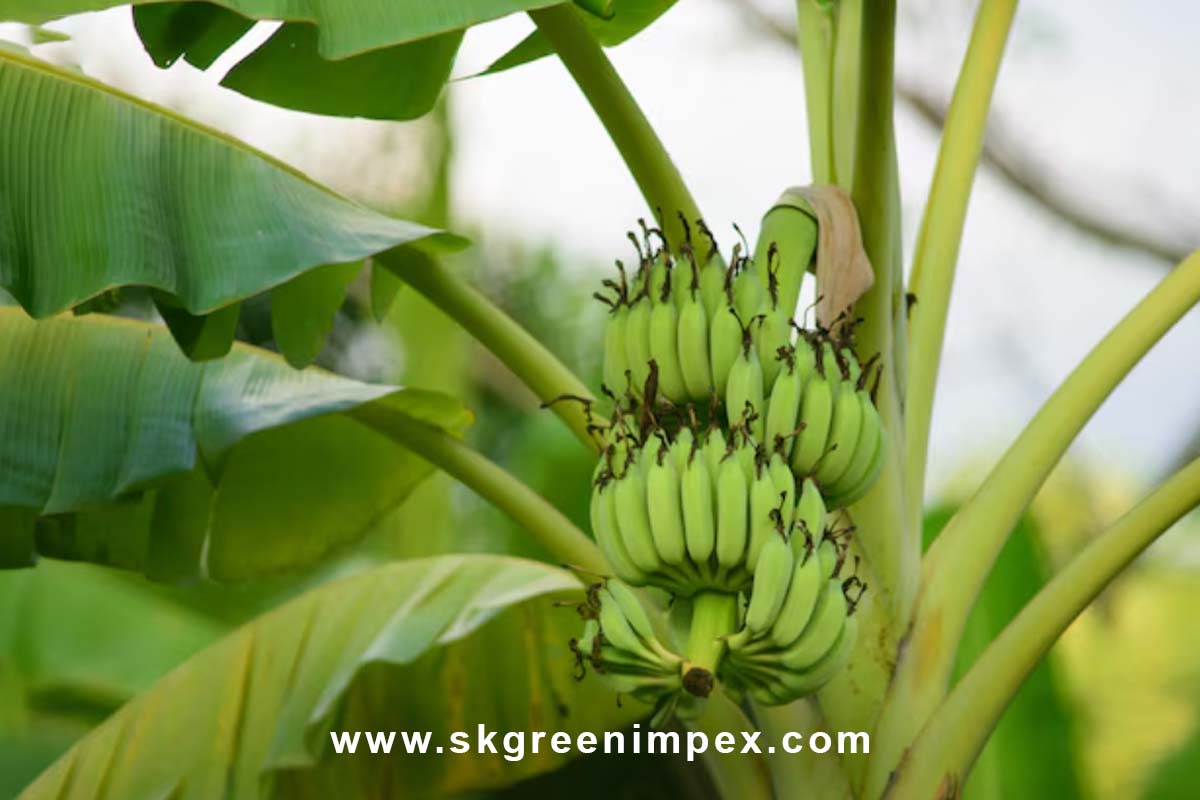 SK Green Impex - Organic Food Products Exporter in Chennai