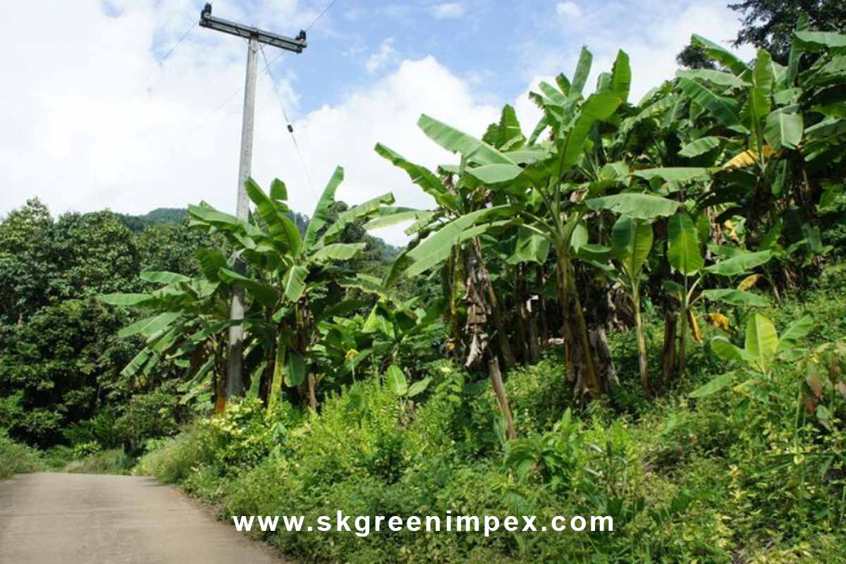 SK Green Impex - Organic Food Products Exporter in Chennai