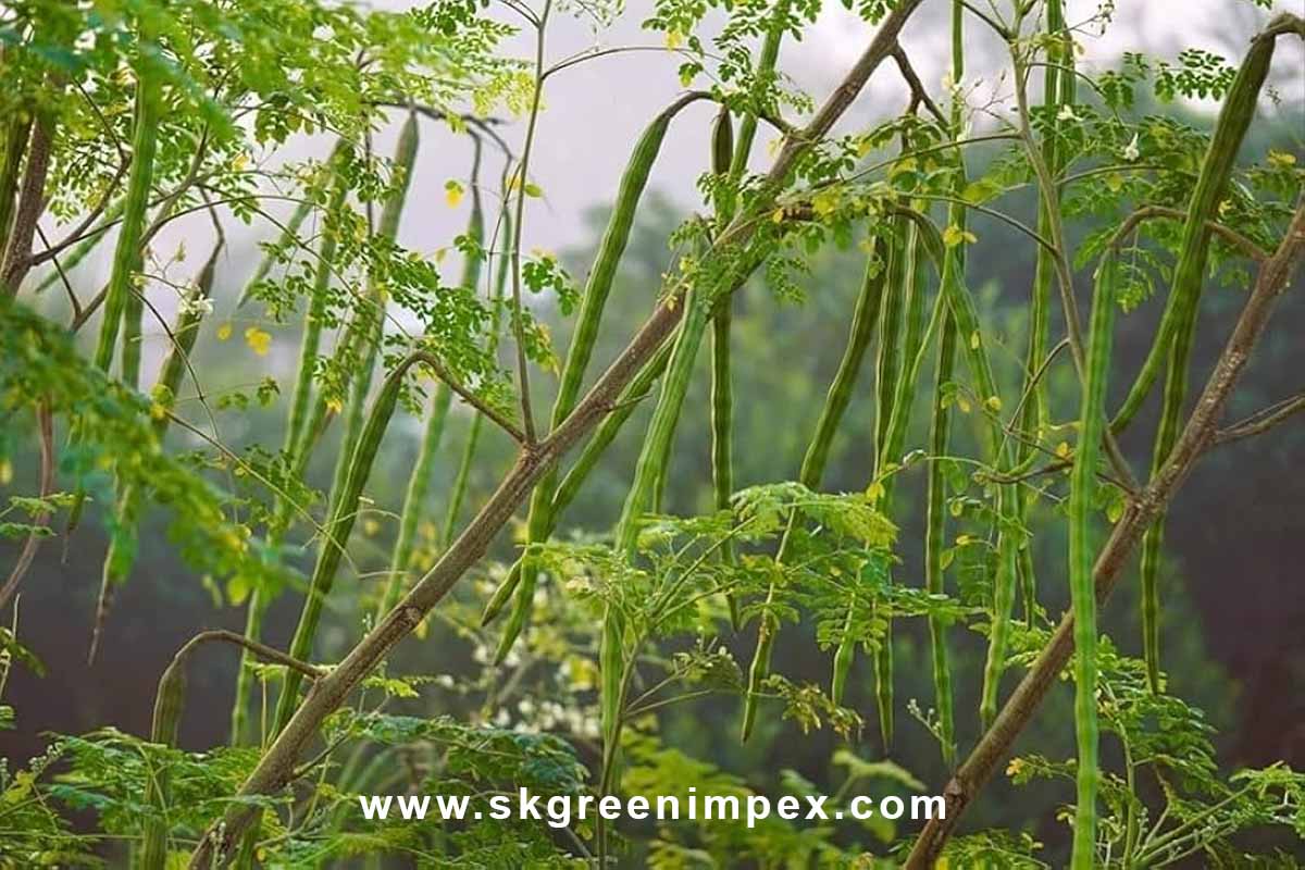 SK Green Impex - Organic Food Products Exporter in Chennai