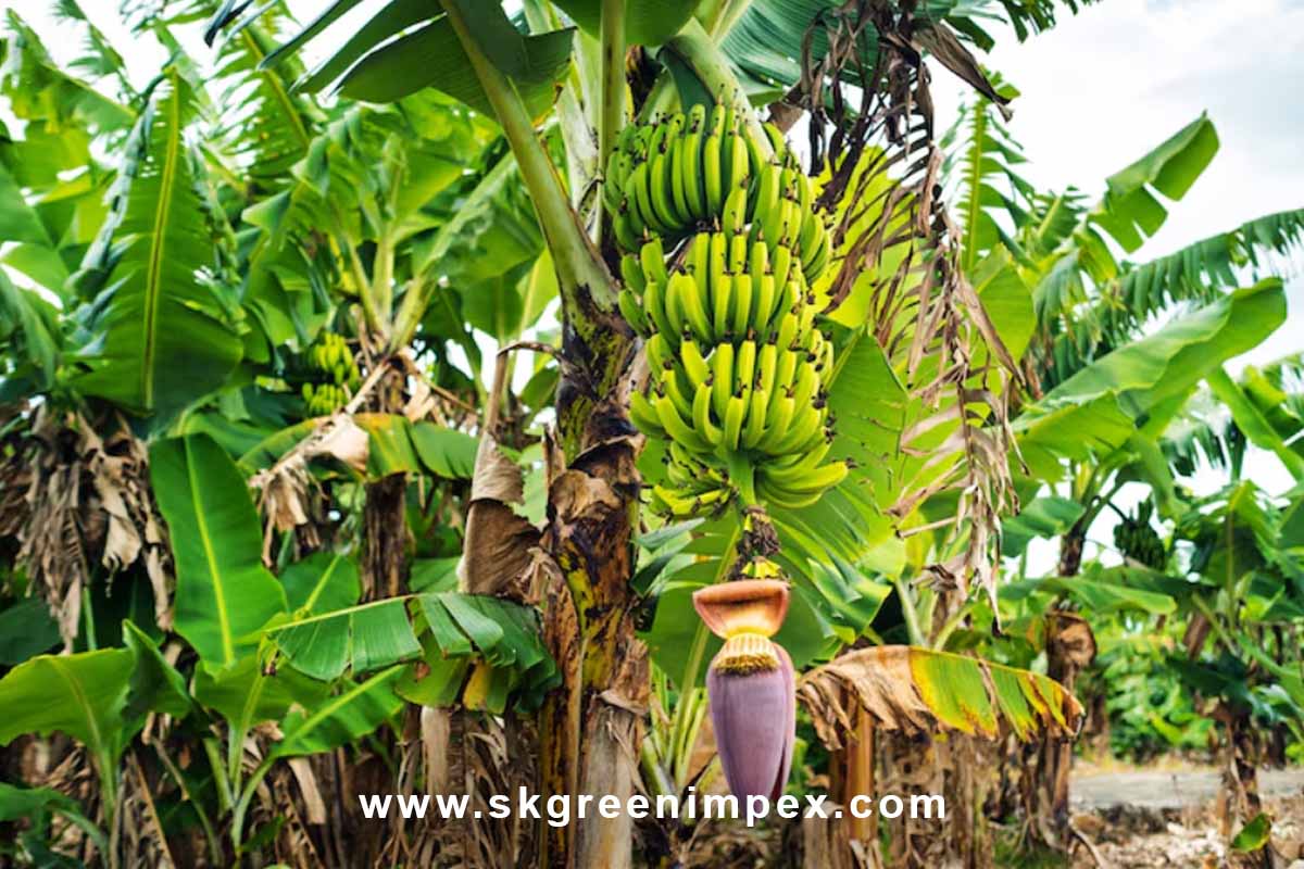 SK Green Impex - Organic Food Products Exporter in Chennai