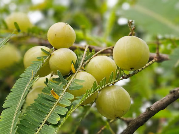 SK Green Impex - Organic Food Products Exporter in Chennai